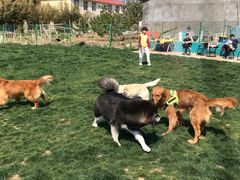 -趣玩宠物乐园寄养训犬训狗游泳池