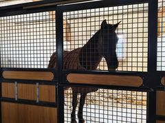 -北京群众马术培训基地