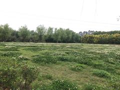 -三圣花乡旅游区