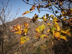 -遵化市禅林寺古银杏风景园