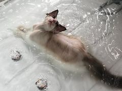 -十年猫舍·猫咪专门店(普陀店)