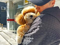 -美联众合动物医院·24h京西诊疗中心