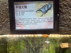 -上海大自然野生昆虫馆(东方明珠·爬宠昆虫探索中心)
