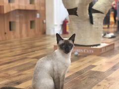 -袖虎·猫馆(体育西路店)