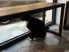 猫咪-研途咖啡馆(健康路店)