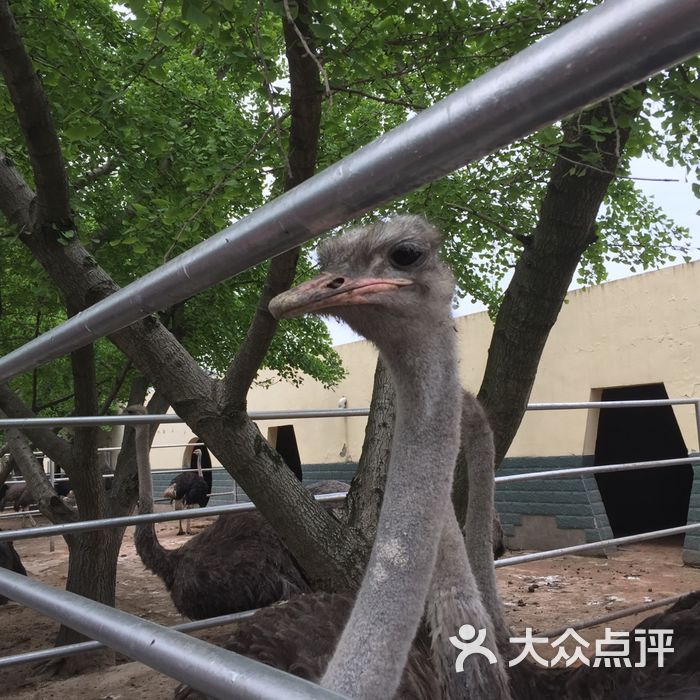 开沙岛动物园图片-北京动物园-大众点评网