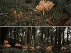 -中国茶叶博物馆(双峰馆区)