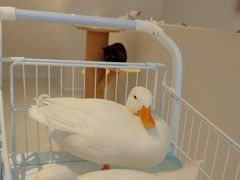 -怪兽屋·羊驼·猫咖·狗咖(俊华广场店)