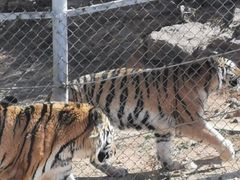 -西霞口神雕山野生动物世界