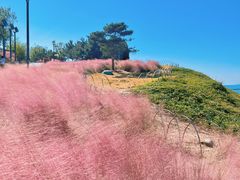 -小麦岛公园