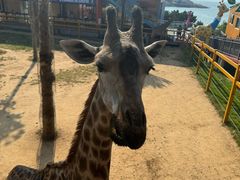 -西霞口神雕山野生动物世界