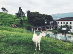 -前童古镇