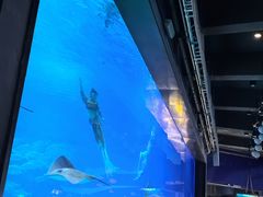 -烟台海昌鲸鲨海洋公园