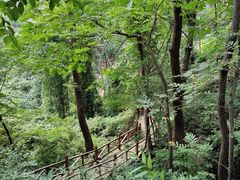 -大岭沟猕猴桃谷风景区