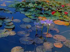 -国家植物园南园