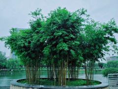 -后襄河公园