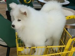 -安格丽娜·狗咖·猫咖羊驼咖(春熙路百盛商场店)