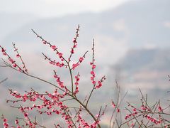 -新建村梅花