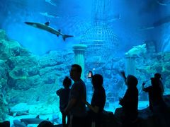 -芜湖新华联大白鲸海洋公园