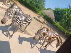 -北京野生动物园