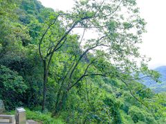 -黄埔油麻山森林公园