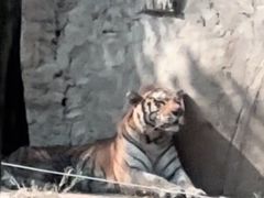 -秦皇岛野生动物园
