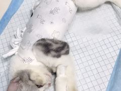 -纳吉亚猫专科动物医院博雅分院