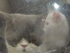 -艾贝尔宠物医院·狂犬免疫点(江山金象城店)