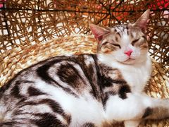 -飞行喵MR PILOT|猫舍·猫咖(静安大融城店)