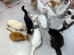 -Heymao猫咖.咖啡厅(东门店)