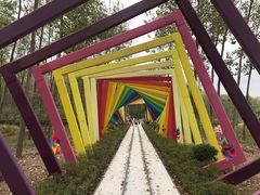 -合肥滨湖国家森林公园