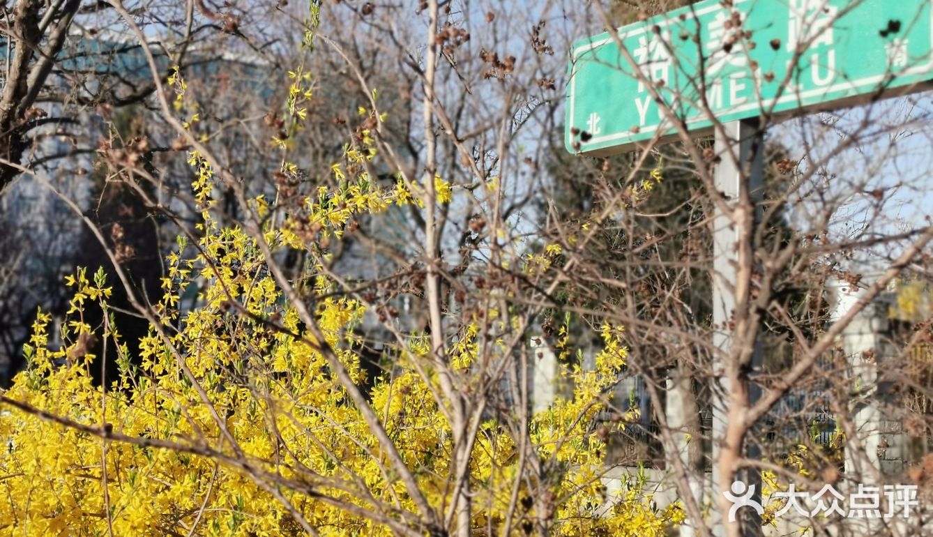 【裕美路 金灿灿的春天】