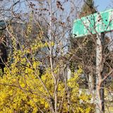 【裕美路 金灿灿的春天】