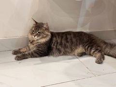 -楼上猫咖(罗湖店)