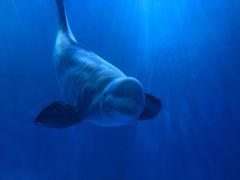 -多彩贵州城极地海洋世界