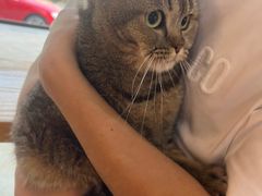 -美联众合宠物医院·爱萌分院·内外科·猫科中心