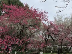 -杭州植物园