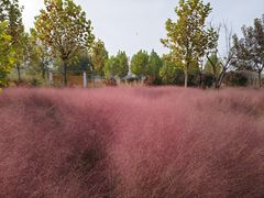 -东郊湿地公园