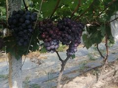 -麦园农庄·西江河鲜