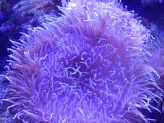 -芜湖新华联大白鲸海洋公园