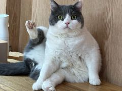 -MOCHA明星猫咖(田子坊店)