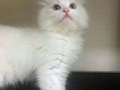 -东方名猫馆·英短金渐层布偶猫舍(环线广场1号楼店)