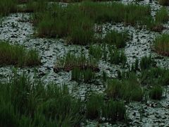 -腾冲北海湿地