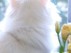 -喵zoo家庭繁育猫舍(尖东智能花园店)