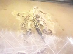 -世界恐龙谷景区