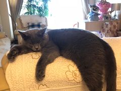 -瑞鹏宠物医院·爱宠堂·骨外专科(西荷分院)