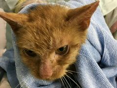 -荣耀金沙动物医院(清江西路店)