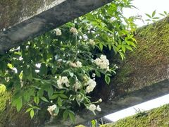 -杭州植物园