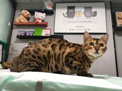 -半岛宠物医院24小时(科华中路店)