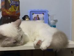 -北京恒爱动物医院(清景园分院)